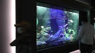 Pacific Ocean Zone (Shikoku Aquarium, Kagawa, Japan) August 4, 2021