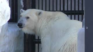 Polar bear (Ueno Zoological Gardens, Tokyo, Japan) October 1, 2017