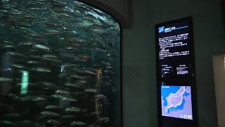 日本海ゾーン (島根県立しまね海洋館 アクアス) 2019年12月2日