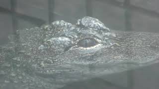 Chinese alligator (ATAGAWA TROPICAL & ALLIGATOR GARDEN, Shizuoka, Japan) March 18, 2018