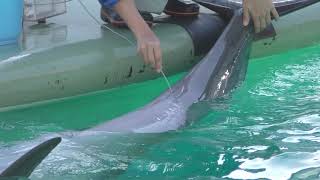 Dolphin Medical checkup (Shinagawa Aquarium, Tokyo, Japan) November 26, 2017