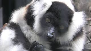 Ruffed lemur (Neo Park Okinawa, Okinawa, Japan) May 9, 2019