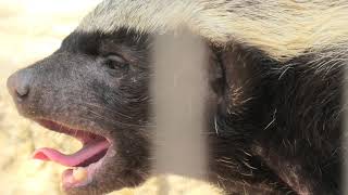 Honey badger (Higashiyama Zoo and Botanical Gardens, Aichi, Japan) July 22, 2021