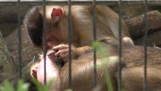 Pig-tailed macaque (Kagoshima City Hirakawa Zoological Park, Kagoshima, Japan) April 17, 2019
