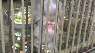 Japanese macaque (Tarugahashi Amusement Park, Niigata, Japan) April 9, 2019