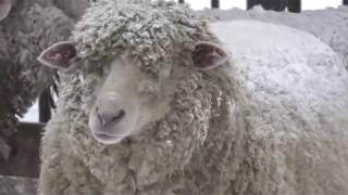 Sheep (Sapporo Maruyama Zoo, Hokkaido, Japan) February 12, 2018
