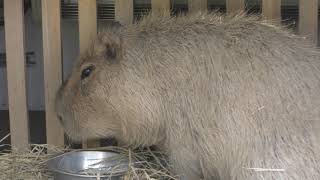 Capybara (Ueno Zoological Gardens, Tokyo, Japan) May 5, 2018