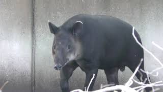 ベアードバク　Central american tapir