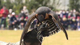 Free Flight Bird performance Wings [2/6] (KOBE ANIMAL KINGDOM, Hyogo, Japan) March 29, 2021