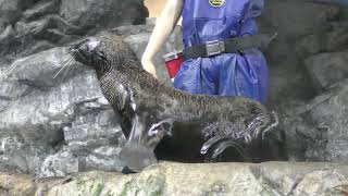 Northern fur seal (Asamushi Aquarium, Aomori, Japan) August 8, 2019