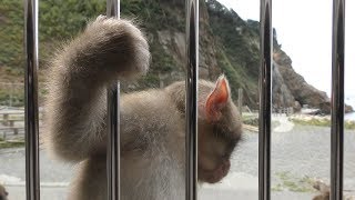 Japanese macaque Feeding (HAGACHIZAKIEN Monkey Beach, Shizuoka, Japan) September 30, 2019
