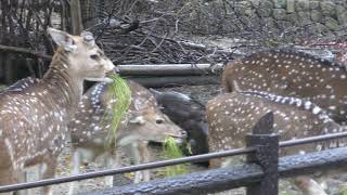 アクシスジカの朝食風景 (東山動植物園) 2017年11月18日