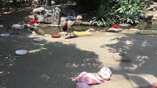 ホオジロカンムリヅル (東武動物公園) 2017年6月11日