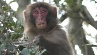 Japanese macaque (Awaji Island Monkey Center, Hyogo, Japan) March 23, 2019