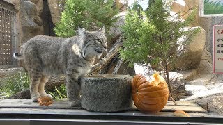 Halloween pumpkin gift for [Bobcat] (Oji Zoo, Hyogo, Japan) October 27, 2019