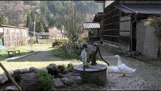 Domestic Duck & Silky Fowl (Folk Craft Museum Takumi-no-yakata, Gifu, Japan) April 21, 2018