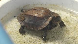 ムオヒラセガメ　Mouhot's keeled box turtle
