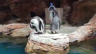 みさき公園のフンボルトペンギン (みさき公園) 2017年8月26日
