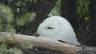 Snowy owl (Asahiyama Zoo, Hokkaido, Japan) June 20, 2019