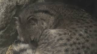 Small Indian civet (Higashiyama Zoo and Botanical Gardens, Aichi, Japan) July 22, 2021