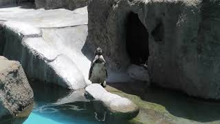 Humboldt penguin (Hamamatsu Zoological Gardens, Shizuoka, Japan) July 25, 2021