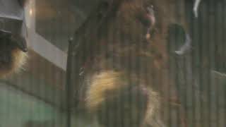 オリイオオコウモリ (上野動物園) 2017年10月29日