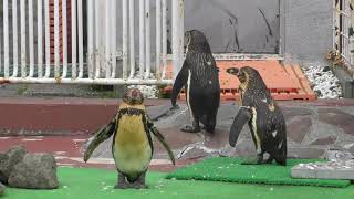 フンボルトペンギン (釧路市動物園) 2019年7月4日