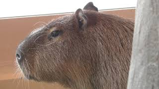 Capybara (IKUTOPIA SHOKU HANA Animal Contact Center, Niigata, Japan) April 8, 2019