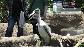 Marabou Stork (KOBE ANIMAL KINGDOM, Hyogo, Japan) June 24, 2020