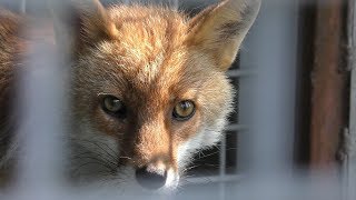Japanese Red Fox (Ishikawa Prefectural Forest Park Forest Zoo, Ishikawa, Japan) August 17, 2019