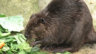 American beaver (Chiba Zoological Park, Chiba, Japan) September 17, 2020