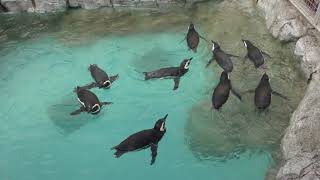 マゼランペンギン (長崎ペンギン水族館) 2017年12月24日