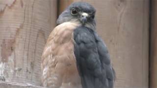 ツミ　Japanese lesser sparrowhawk