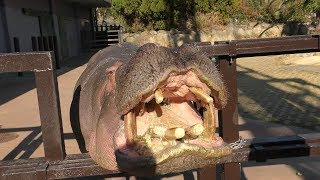 Hippopotamus Feeding time (ADVENTURE WORLD, Wakayama, Japan) December 25, 2018
