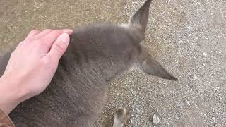 Eastern grey kangaroo Fureai Experience (Soreiyu-no-Oka, Kanagawa, Japan) Feb. 25, 2018