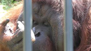 Bornean orangutan (Asahiyama Zoo, Hokkaido, Japan) June 20, 2019