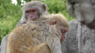 Rhesus macaque (Shunan City Tokuyama Zoo, Yamaguchi, Japan) April 26, 2019