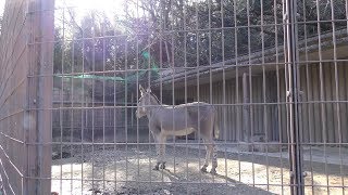 ソマリノロバ の『サクラ』 (東山動植物園) 2019年1月22日