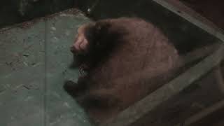 ニホンアナグマ (天王寺動物園・ナイトズー) 2021年10月11日