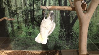 ホンキバタン　Greater sulphur-crested cockatoo