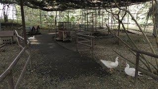 鳥小屋 (八重山鍾乳洞植物園) 2019年5月15日
