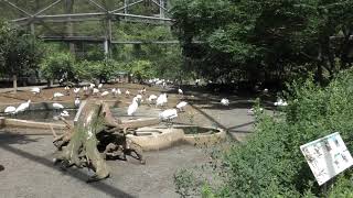 クロツラヘラサギ (多摩動物公園) 2018年9月9日