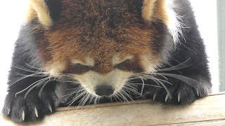 Lesser panda talk (KOBE ANIMAL KINGDOM, Hyogo, Japan) September 15, 2018