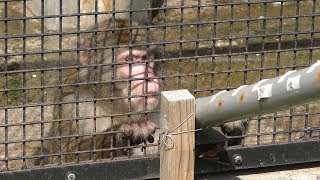 Japanese macaque (Yayoi Ikoi Square, Aomori, Japan) August 7, 2019