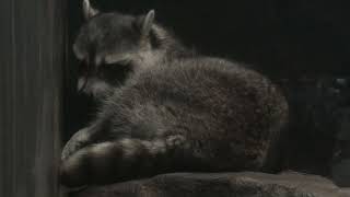 アライグマ (天王寺動物園・ナイトズー) 2021年10月11日