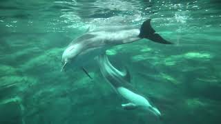 Pacific White-sided Dolphin (Osaka Aquarium KAIYUKAN, Osaka, Japan) October 1, 2021