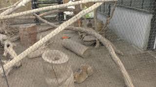エゾユキウサギ (旭山動物園) 2019年6月20日