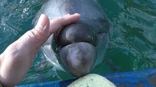 Dolphin Forehead touch (Dolphin Island, Mie, Japan) January 1, 2018