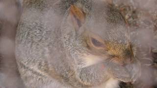 トウブハイイロリス　Eastern gray squirrel