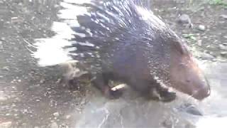 Indian crested porcupine (Izu Shaboten Zoo, Shizuoka, Japan) April 22, 2018